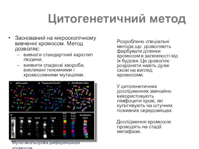 Цитогенетичний метод Заснований на мікроскопічному вивченні хромосом. Метод дозволяє: вивчати