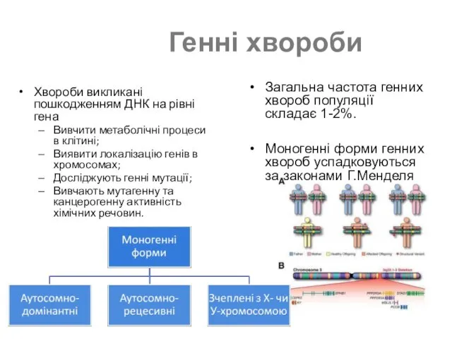 Генні хвороби Загальна частота генних хвороб популяції складає 1-2%. Моногенні