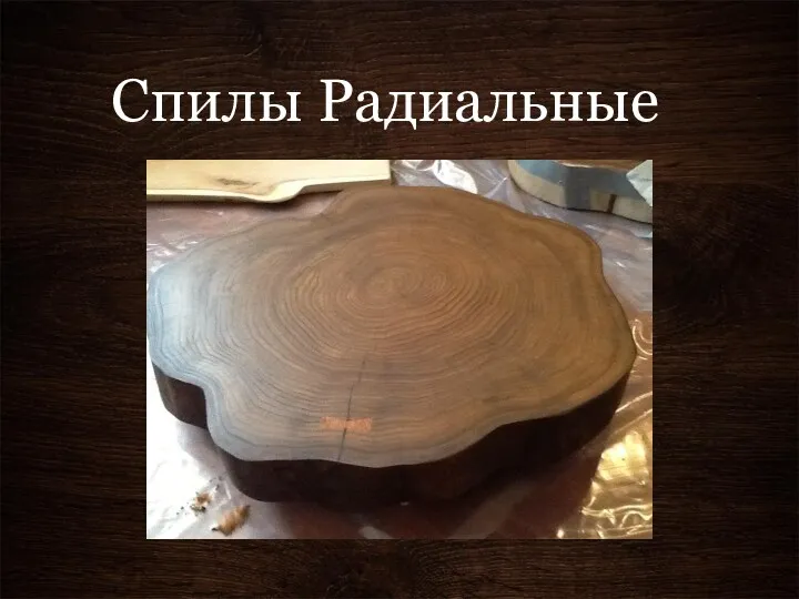 Спилы Радиальные