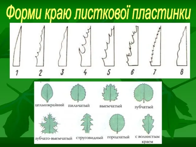 Форми краю листкової пластинки