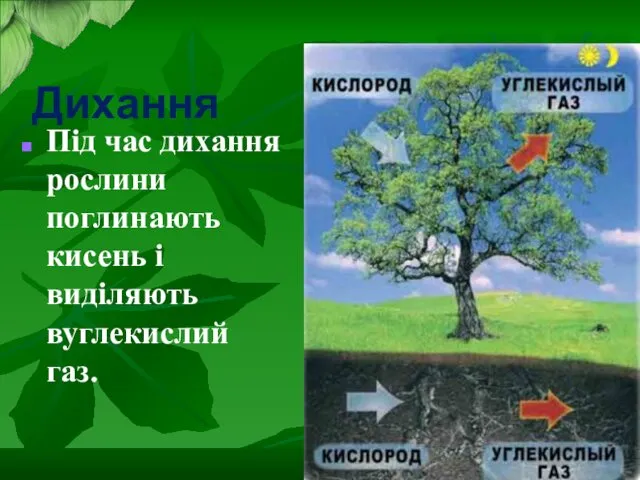 Дихання Під час дихання рослини поглинають кисень і виділяють вуглекислий газ.