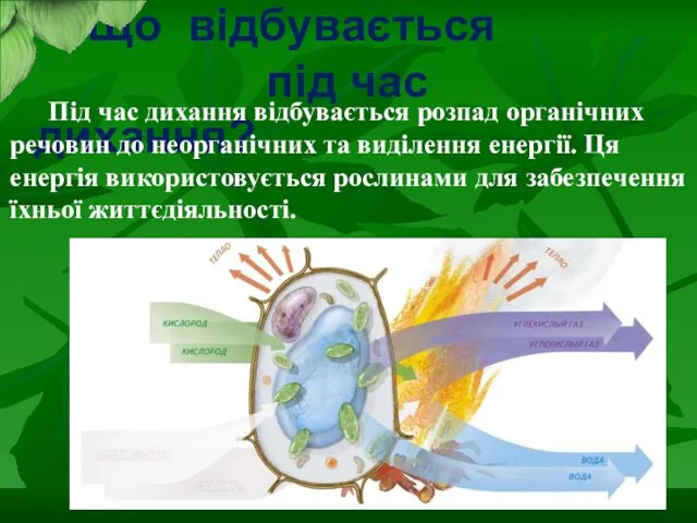 Що відбувається під час дихання? Під час дихання відбувається розпад