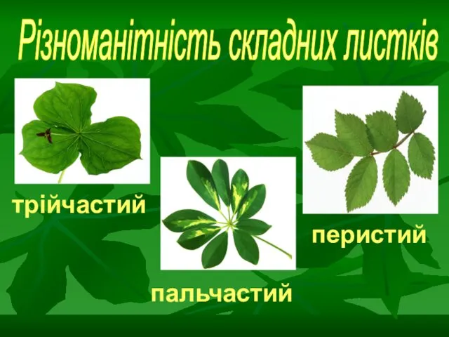 трійчастий Різноманітність складних листків пальчастий перистий