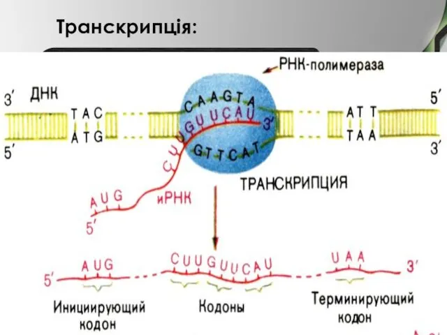 Транскрипція: