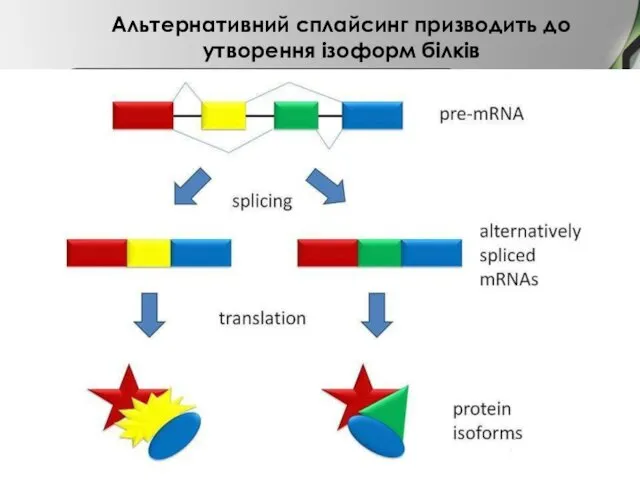 Альтернативний сплайсинг призводить до утворення ізоформ білків