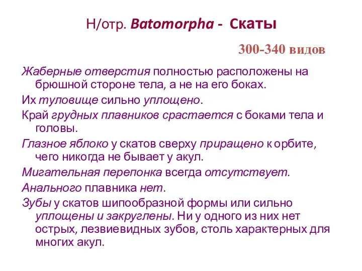 Н/отр. Batomorpha - Cкаты Жаберные отверстия полностью расположены на брюшной