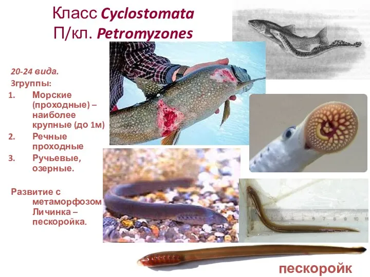 Класс Cyclostomata П/кл. Petromyzones 20-24 вида. 3группы: Морские (проходные) –