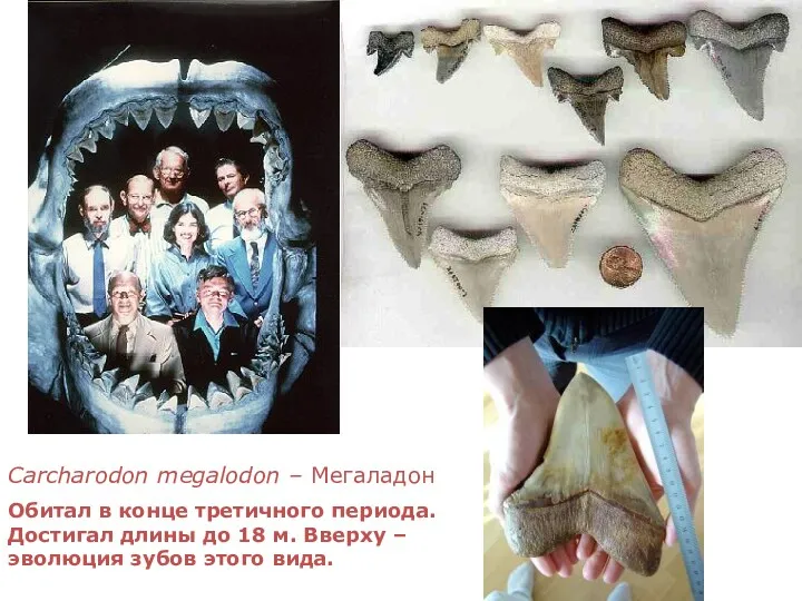 Сarcharodon megalodon – Мегаладон Обитал в конце третичного периода. Достигал