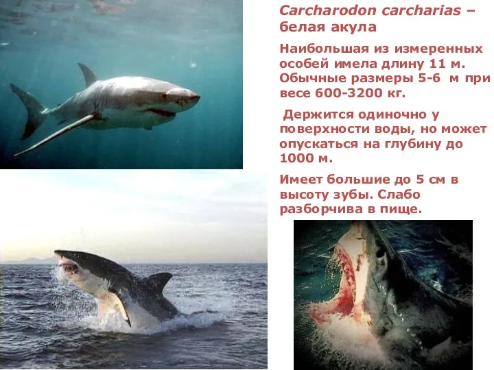 Сarcharodon carcharias – белая акула Наибольшая из измеренных особей имела