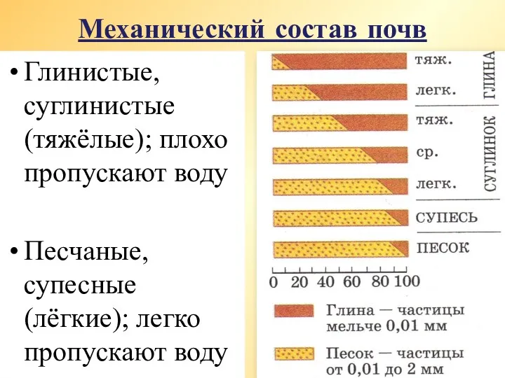 Механический состав почв Глинистые, суглинистые (тяжёлые); плохо пропускают воду Песчаные, супесные (лёгкие); легко пропускают воду