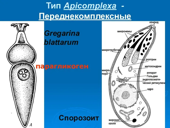 Тип Apicomplexa - Переднекомплексные Gregarina blattarum Спорозоит парагликоген