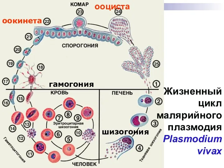 Жизненный цикл малярийного плазмодия Plasmodium vivax оокинета гамогония шизогония ооциста