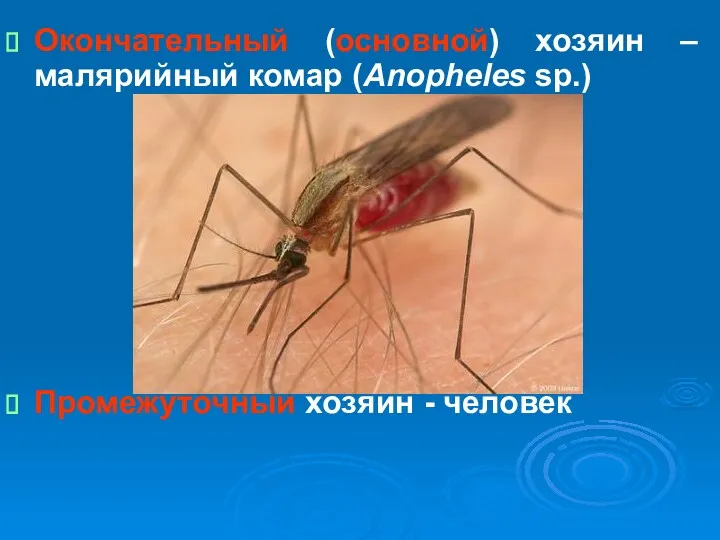 Окончательный (основной) хозяин – малярийный комар (Anopheles sp.) Промежуточный хозяин - человек