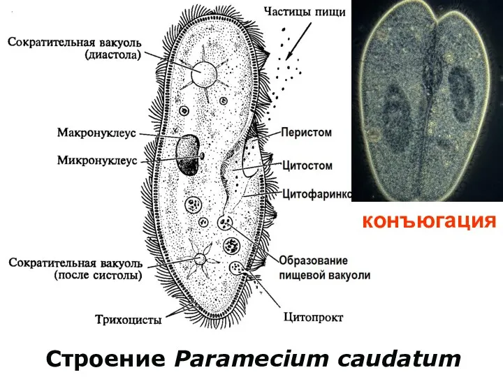 Строение Paramecium caudatum конъюгация