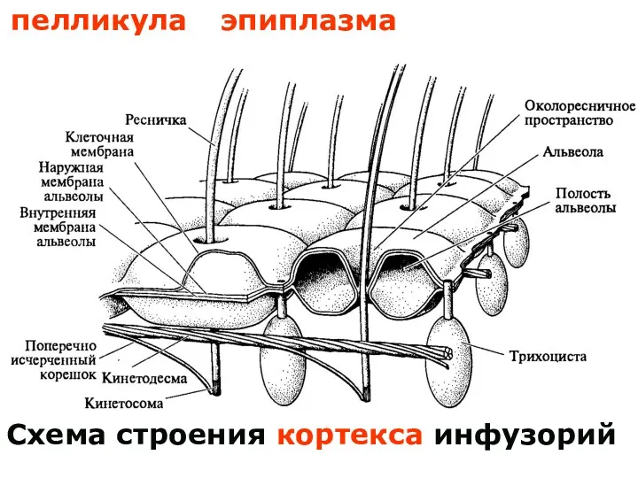 Схема строения кортекса инфузорий пелликула эпиплазма