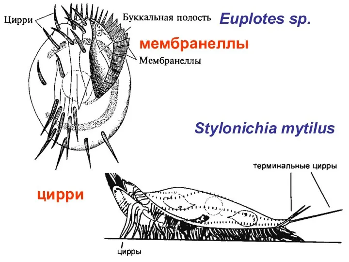 Euplotes sp. Stylonichia mytilus цирри мембранеллы