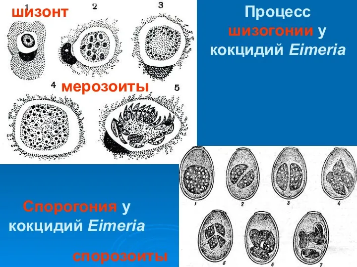 Процесс шизогонии у кокцидий Eimeria Cпорогония у кокцидий Eimeria мерозоиты спорозоиты шизонт
