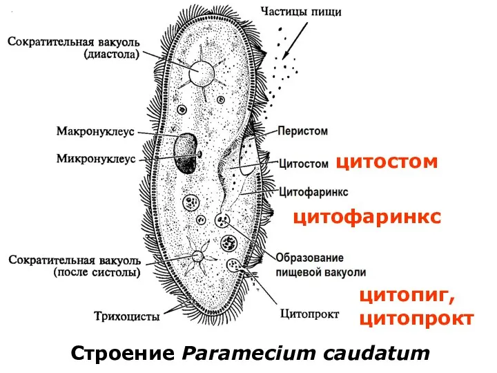 Строение Paramecium caudatum цитостом цитофаринкс цитопиг, цитопрокт