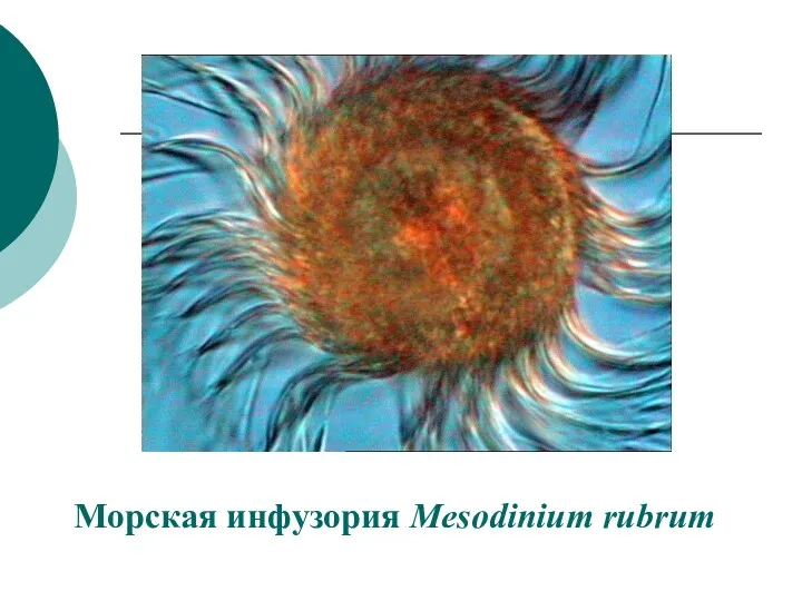 Морская инфузория Mesodinium rubrum