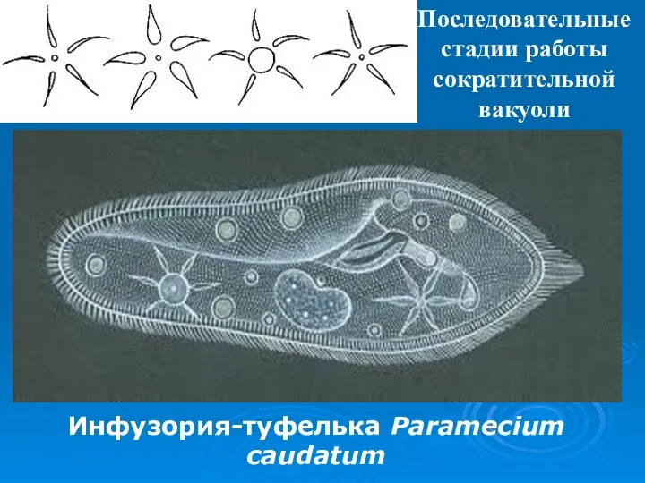 Инфузория-туфелька Paramecium caudatum Последовательные стадии работы сократительной вакуоли