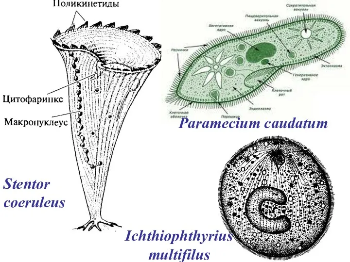 Stentor coeruleus Paramecium caudatum Ichthiophthyrius multifilus