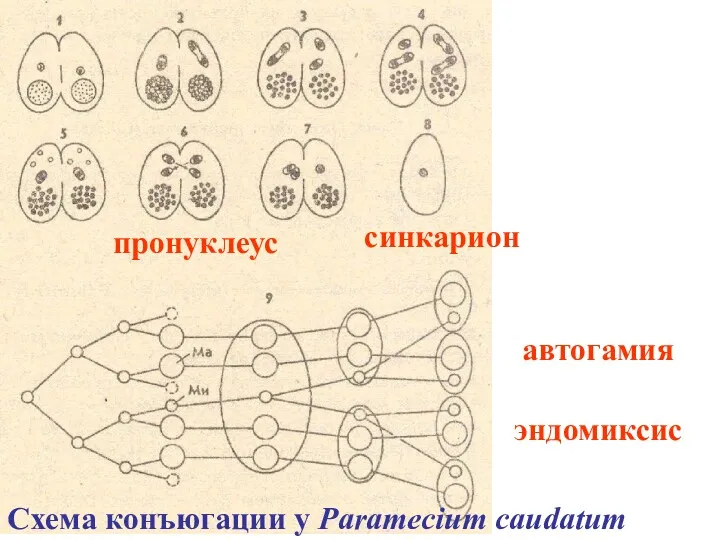 Схема конъюгации у Paramecium caudatum синкарион автогамия эндомиксис пронуклеус