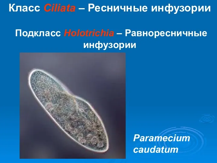 Класс Ciliata – Ресничные инфузории Подкласс Holotrichia – Равноресничные инфузории Paramecium caudatum