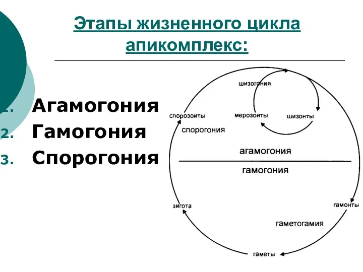 Этапы жизненного цикла апикомплекс: Агамогония Гамогония Спорогония