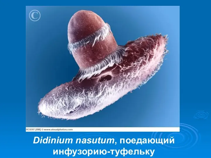 Didinium nasutum, поедающий инфузорию-туфельку