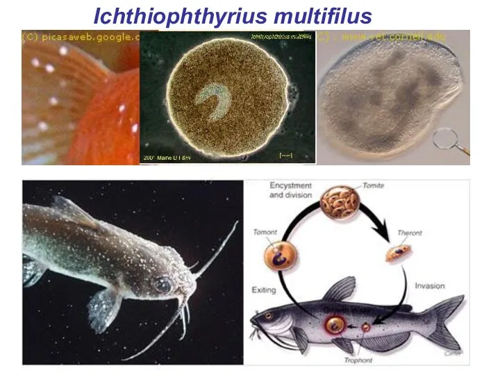 Ichthiophthyrius multifilus