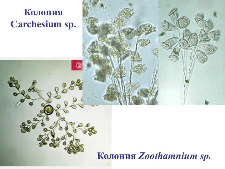 Колония Zoothamnium sp. Колония Carchesium sp.