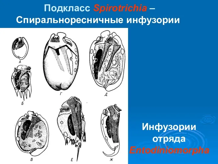 Подкласс Spirotrichia – Спиральноресничные инфузории Инфузории отряда Entodiniomorpha