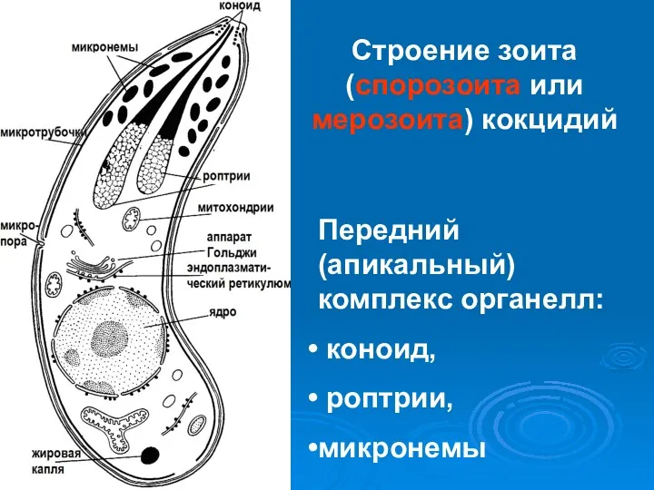 Строение зоита (спорозоита или мерозоита) кокцидий Передний (апикальный) комплекс органелл: коноид, роптрии, микронемы