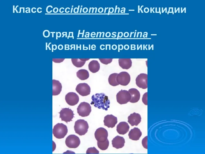 Класс Coccidiomorpha – Кокцидии Отряд Haemosporina – Кровяные споровики
