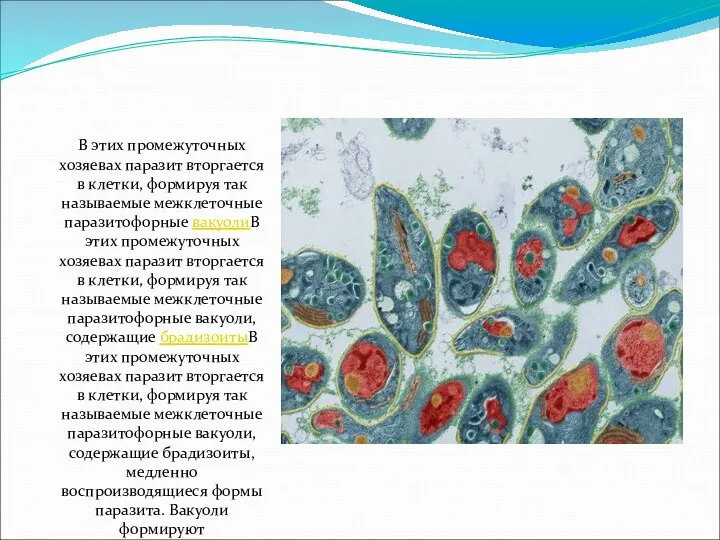 В этих промежуточных хозяевах паразит вторгается в клетки, формируя так