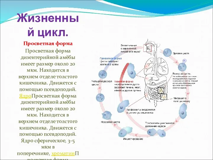 Жизненный цикл. Просветная форма Просветная форма дизентерийной амёбы имеет размер