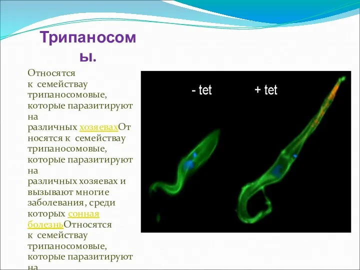 Трипаносомы. Относятся к семействау трипаносомовые, которые паразитируют на различных хозяевахОтносятся