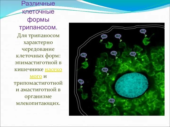 Различные клеточные формы трипаносом. Для трипаносом характерно чередование клеточных форм: