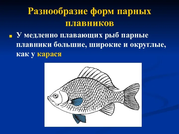 Разнообразие форм парных плавников У медленно плавающих рыб парные плавники