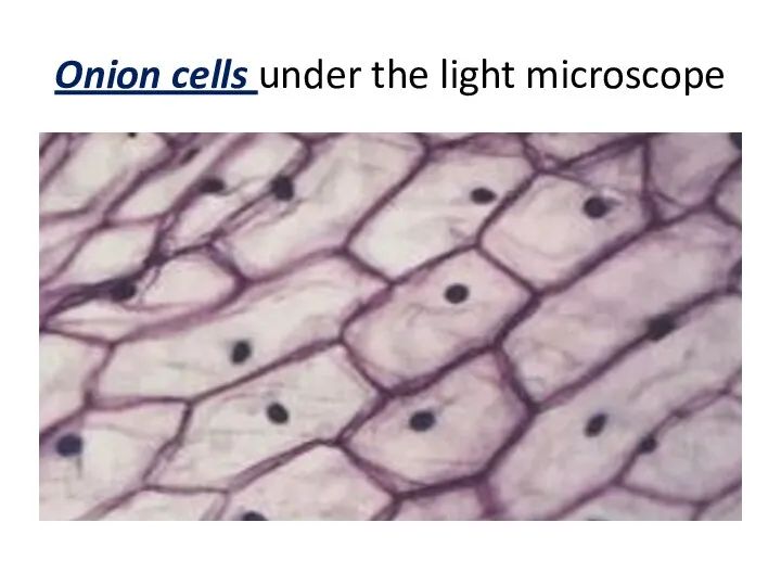 Onion cells under the light microscope