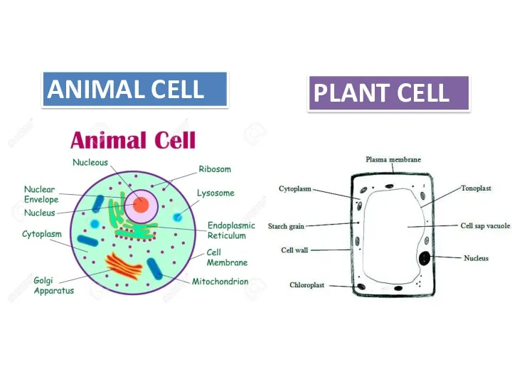 ANIMAL CELL PLANT CELL