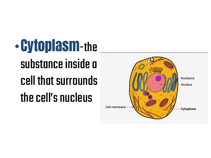 Cytoplasm-the substance inside a cell that surrounds the cell’s nucleus