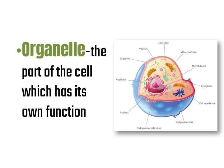 Organelle-the part of the cell which has its own function