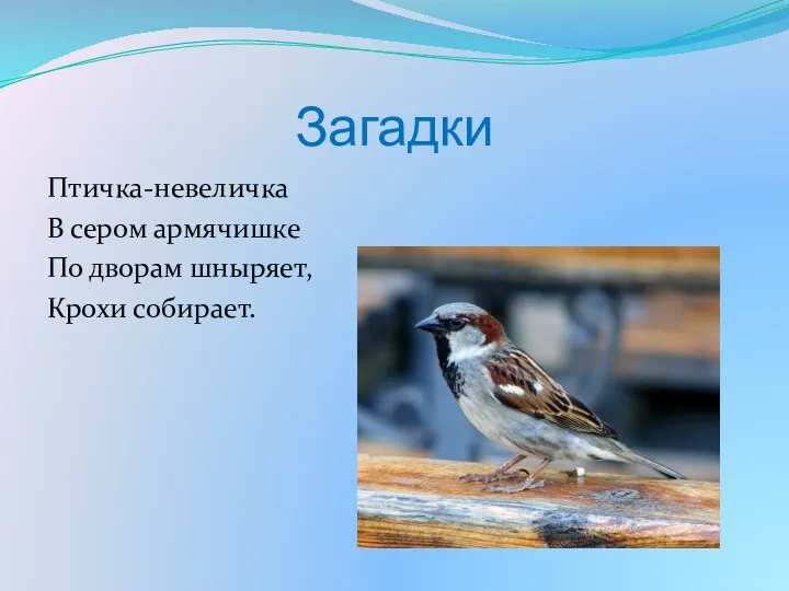 Загадки Птичка-невеличка В сером армячишке По дворам шныряет, Крохи собирает.