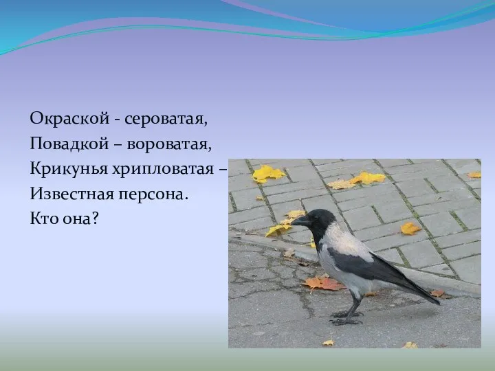 Окраской - сероватая, Повадкой – вороватая, Крикунья хрипловатая – Известная персона. Кто она?