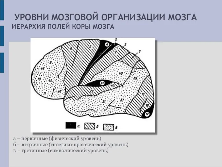 УРОВНИ МОЗГОВОЙ ОРГАНИЗАЦИИ МОЗГА ИЕРАРХИЯ ПОЛЕЙ КОРЫ МОЗГА а –