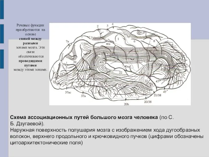 Схема ассоциационных путей большого мозга человека (по С.Б. Дзугаевой). Наружная