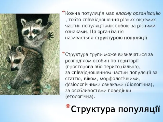 Структура популяції Кожна популяція має власну організацію, тобто співвідношення різних