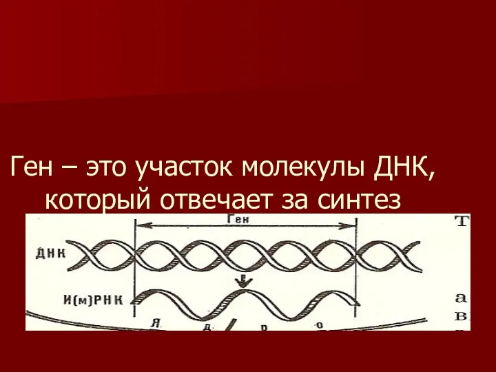 Ген – это участок молекулы ДНК, который отвечает за синтез