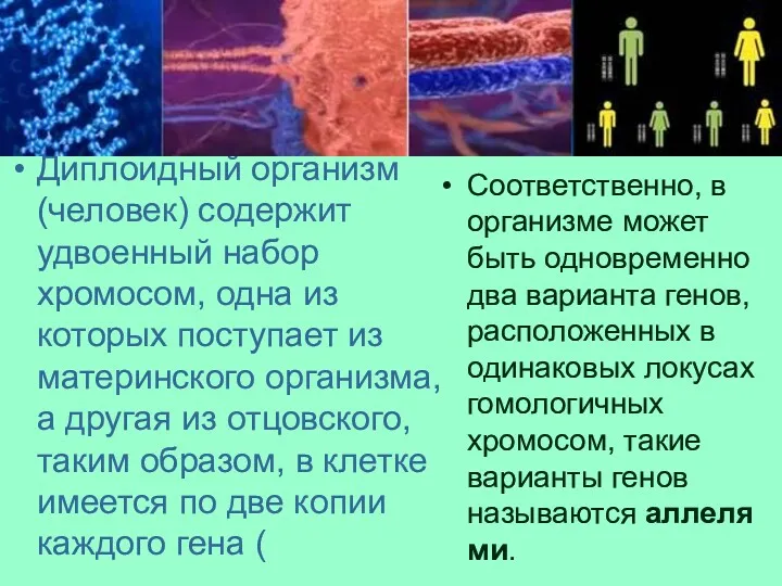 Диплоидный организм (человек) содержит удвоенный набор хромосом, одна из которых